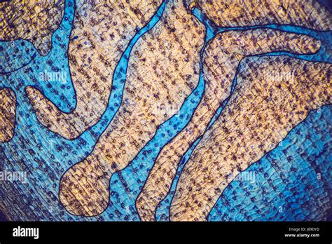 Microscopic Patterns 的图像结果