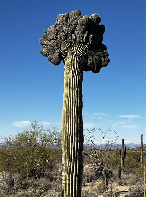 Crested Saguaro : r/cactus