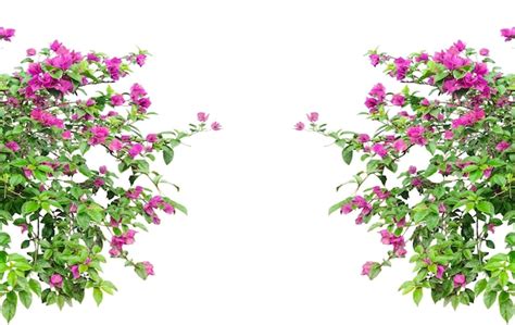 Mockup de flores de bougainvillea com ramo de árvore de folha verde png ...