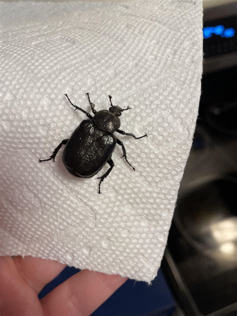 Black Beetle