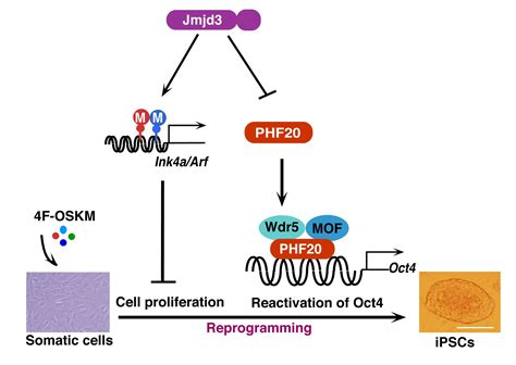 GM Reprogramming 的图像结果