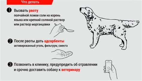 Как вызвать рвоту быстро в домашних условиях у собаки: Как вызвать ...