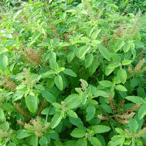 Guruji Plantation Tulsi Plant Indoor Plant For Home and Garden with Pot ...