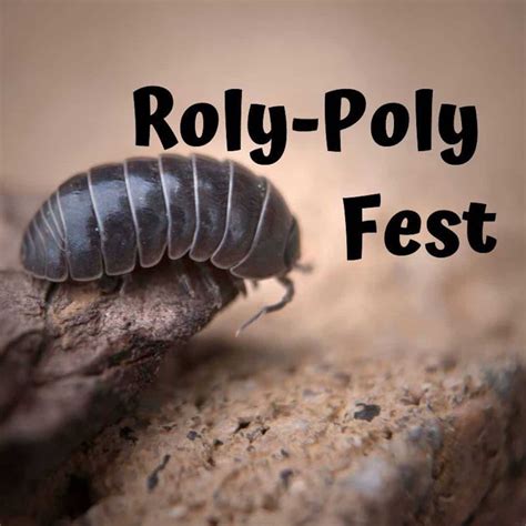 Image result for Roly Poly