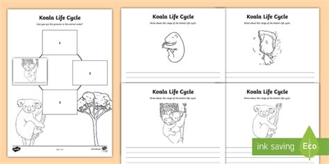 Koala Life Cycle Worksheet / Worksheets