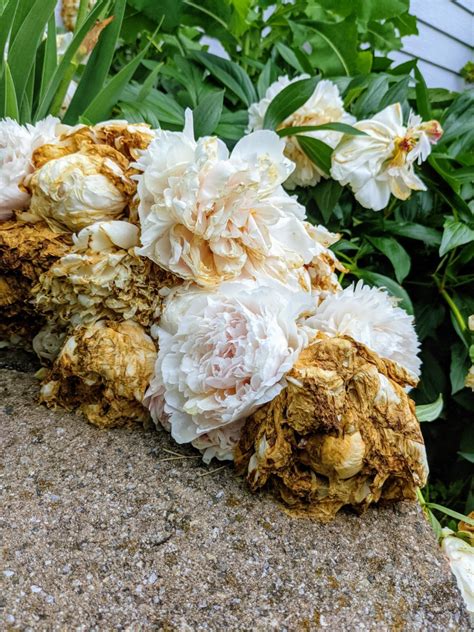 How to Deadhead Peonies | Deadheading Peony Flowers Helps! - Bunny's Garden
