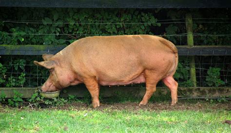 The Tamworth: A Pig Of A Different Color - Hobby Farms
