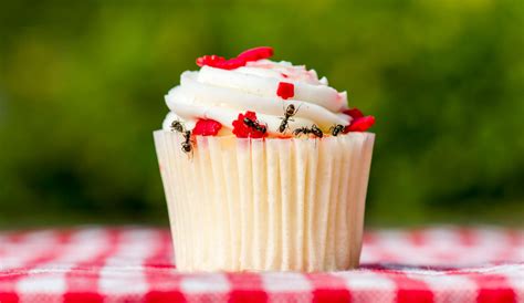 Sugar Ant Facts - Waltham Pest Services