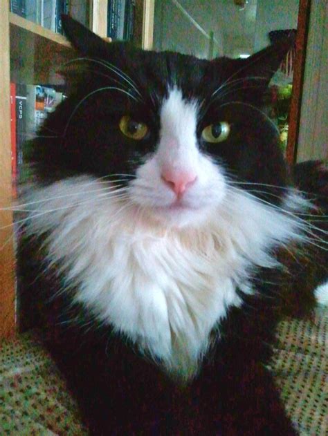 Are Long Haired Tuxedo Cats Rare at Johnathan Olivar blog