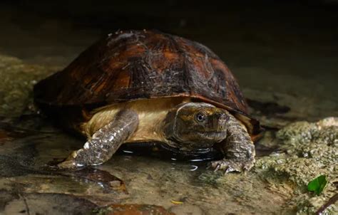 Wallpaper look, water, the dark background, shore, turtle, pond, bug ...