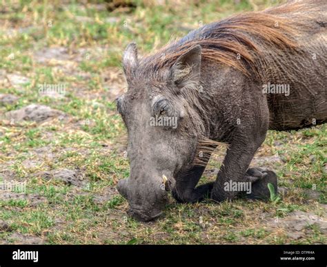 Warthog eating head closeup Stock Photo - Alamy