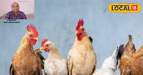 गर्मी के मौसम में मुर्गियों में लकवे का खतरा...ऐसे करें देखभाल! नहीं ...