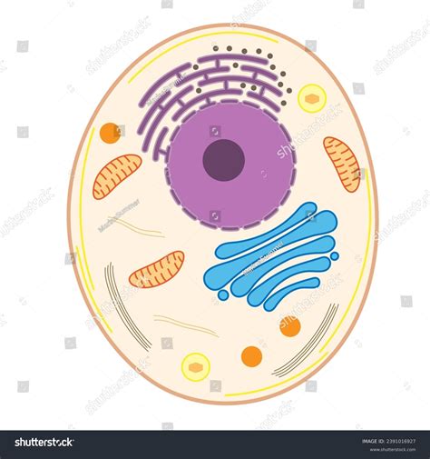Basic Animal Cell Structure 的图像结果