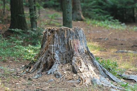 5 Methods for Tree Stump Removal! - EatHappyProject