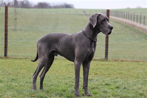Great Dane - zooplus Magazine IE