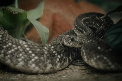 How Snakes Use Infrared Vision to Hunt in the Dark - Animals Around The ...