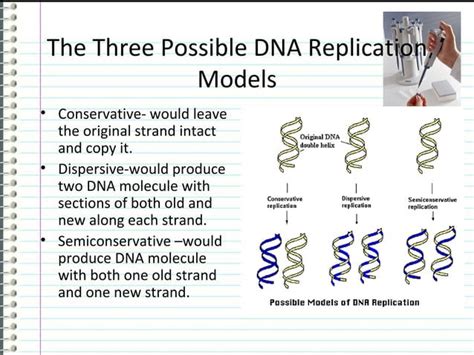 Image result for DNA Replication Simplified