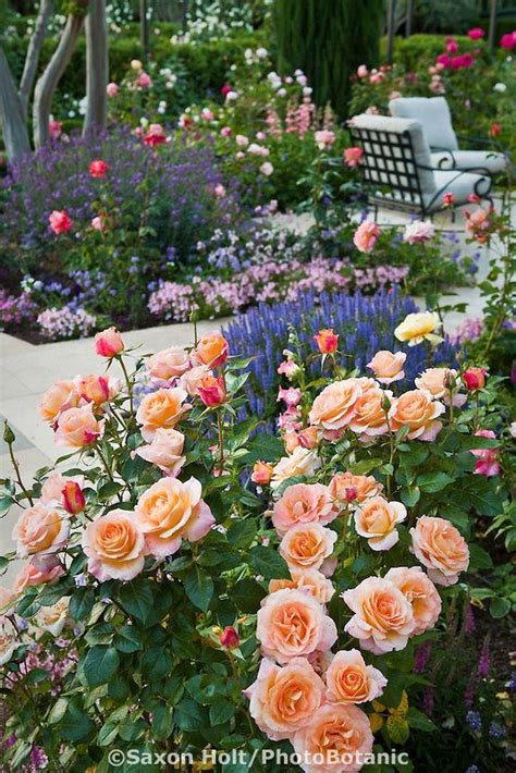 22 Pink Rose Garden Ideas You Must Look | SharonSable