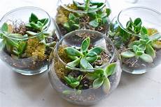 Diy Terrarium by Simple Terrariums Diy Wood White Design Diy Terrarium
