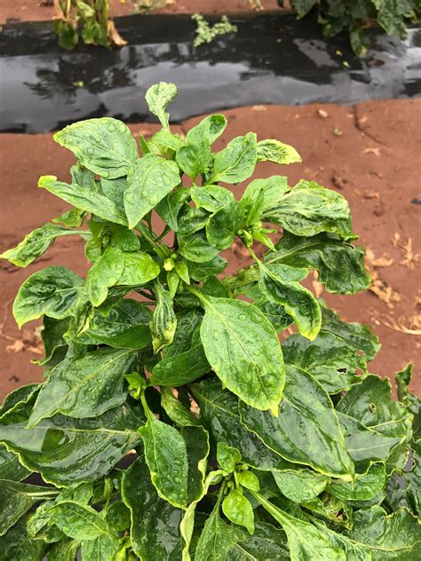 How To Identify Pepper Plants By Leaves at Mary Wilber blog