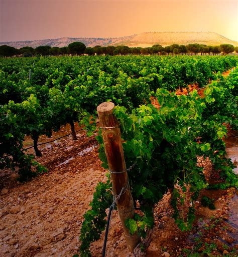 Spanish Vineyards Spain's Beautiful Moment
