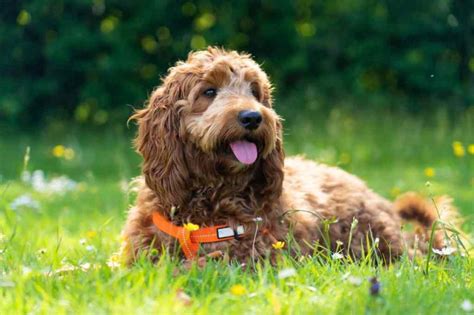 Image result for A Cockapoo Dog