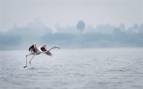 Pulicat Lake Chennai | WhatsHot Chennai