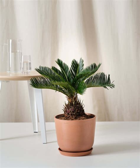 Sago Palm Tree Care