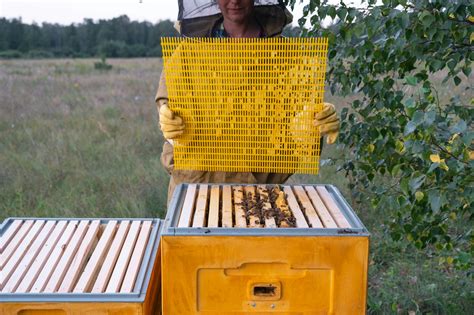 Image result for Insect Removal From Humans