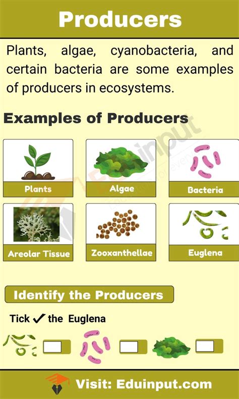 Producers in Ecosystems: Plants, Algae, Cyanobacteria