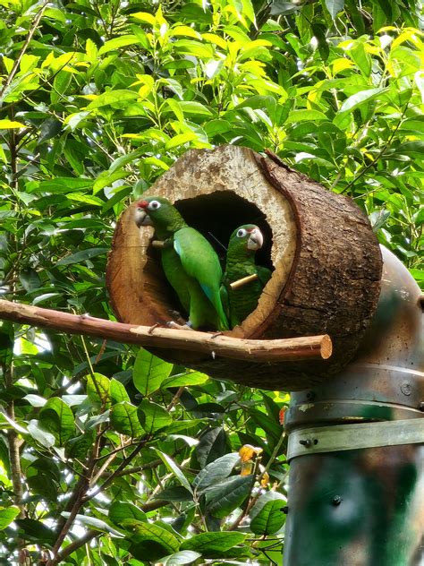 Wild pair of Puerto Rican parrots | FWS.gov