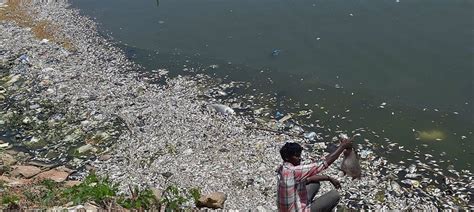More than 90% of Bengaluru's lakes are polluted or encroached