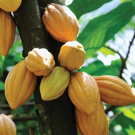 Cocoa Fruit (Theobroma cacao) Fruit Live Plant (Home & Garden) – Hug A ...