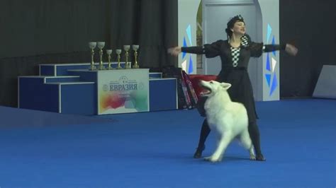 搞笑GIF：狗狗的舞蹈跳得怎么样？很欢脱 - 360娱乐，你开心就好
