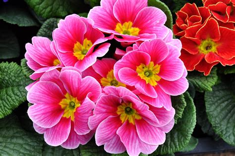 What Is the February Birth Flower? Discover Violets & Primroses ...