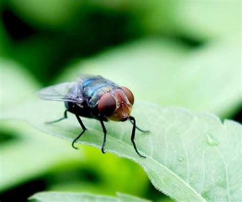 在农村院子里苍蝇很多，如何长期驱逐呢？或者消灭呢？看完明白了！_腾讯新闻