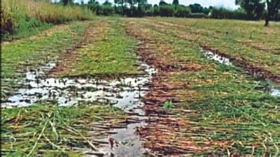 Delhi: DMs to conduct survey of agricultural land hit by rain | Delhi ...