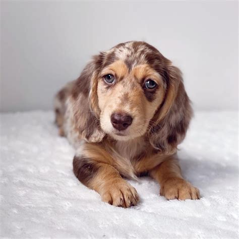 Miniature Long Haired Dachshund Puppy | All Dachshund
