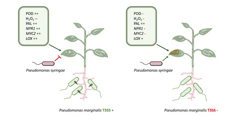 Type III Secretion System-Mediated Induction of Systemic Resistance by ...