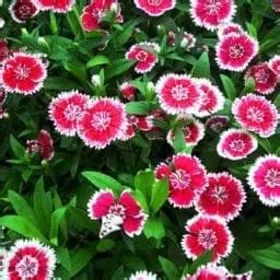 Buy Golden Hills Dianthus Baby Doll Mix Flower Seeds at Best Price ...