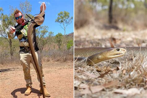 Inland Taipan Bite