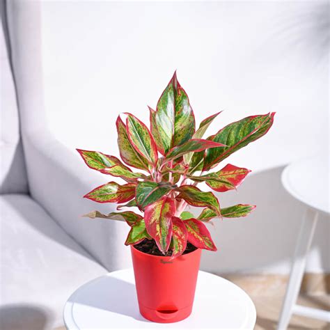 Buy Aglaonema Red Plant | Vibrant Red Chinese Evergreen for Sale
