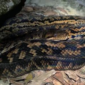 Image result for Biggest Scrub Python