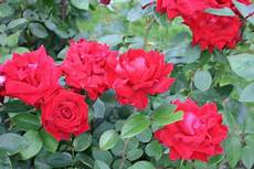 roselline in vaso come coltivare le in vaso pollicegreen roselline in vaso come coltivare le in vaso pollicegreen