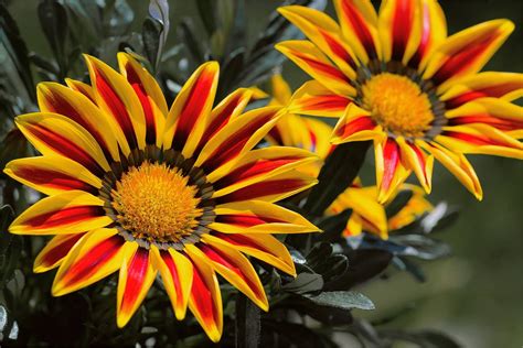 Download Gazania Rigens Flowers Wallpaper | Wallpapers.com