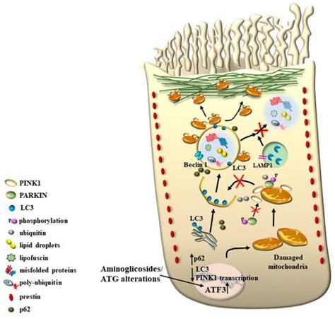 The Relevance of Autophagy within Inner Ear in Baseline Conditions and ...