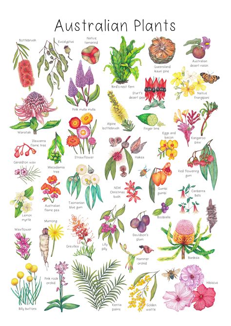 Native Plants To Australia