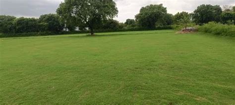 Bermuda Grasses - Bermuda Grass Carpet Manufacturer from New Delhi