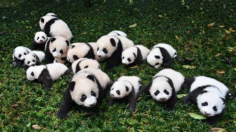 2020中国熊猫数量 熊猫栖息地依然处于危险之中 – 童乐福儿童网