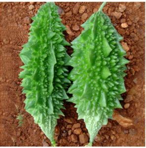 TRICONE Bitter Gourd Seed Price in India - Buy TRICONE Bitter Gourd ...